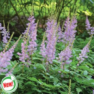 Pumila Dwarf Astilbe Thumbnail